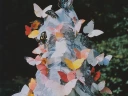 daphni josephine