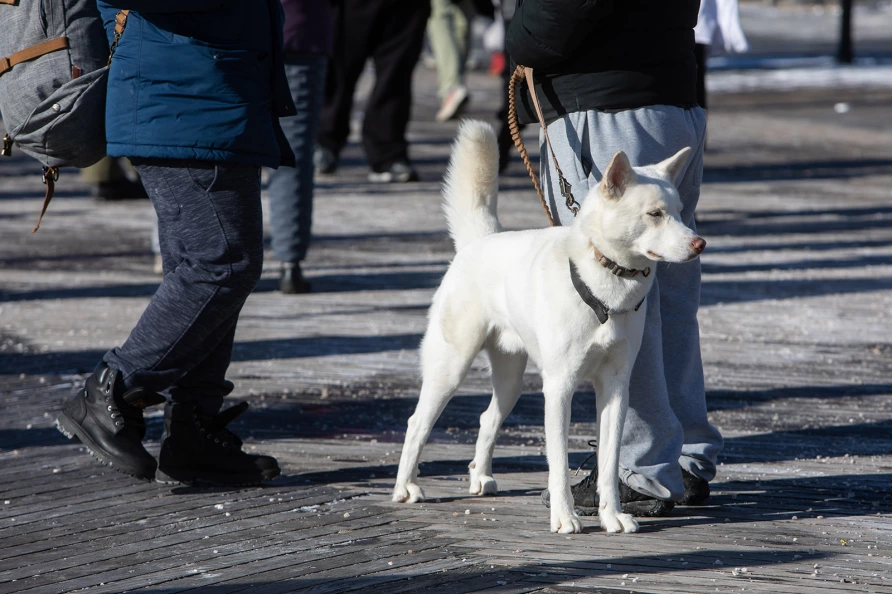 Coney Island Polar Bear Plunge 2026