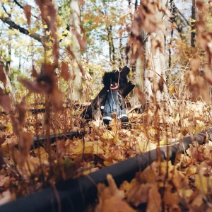 billy woods GOLLIWOG