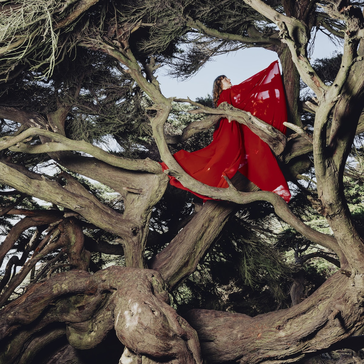 hannah frances - Nested in Tangles artwork